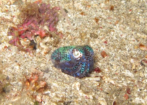 Bobtail squid